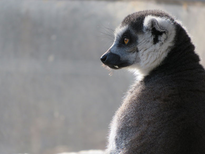 世界・日本の珍しい動物一覧！会える動物園の名前や場所も紹介の画像2