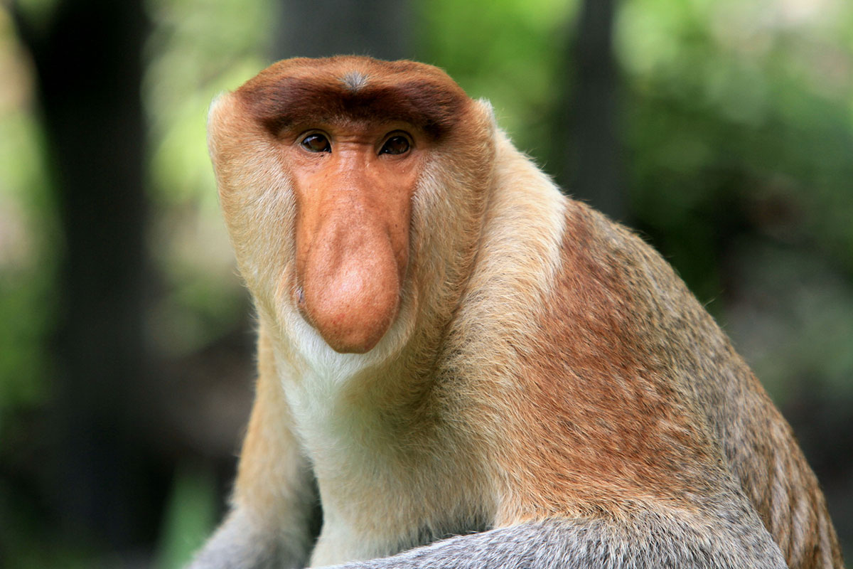 世界・日本の珍しい動物一覧！会える動物園の名前や場所も紹介の画像3