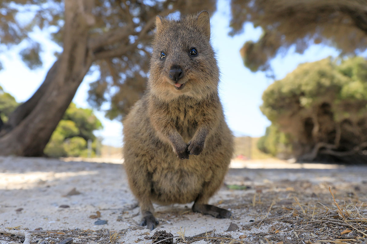 世界・日本の珍しい動物一覧！会える動物園の名前や場所も紹介の画像4