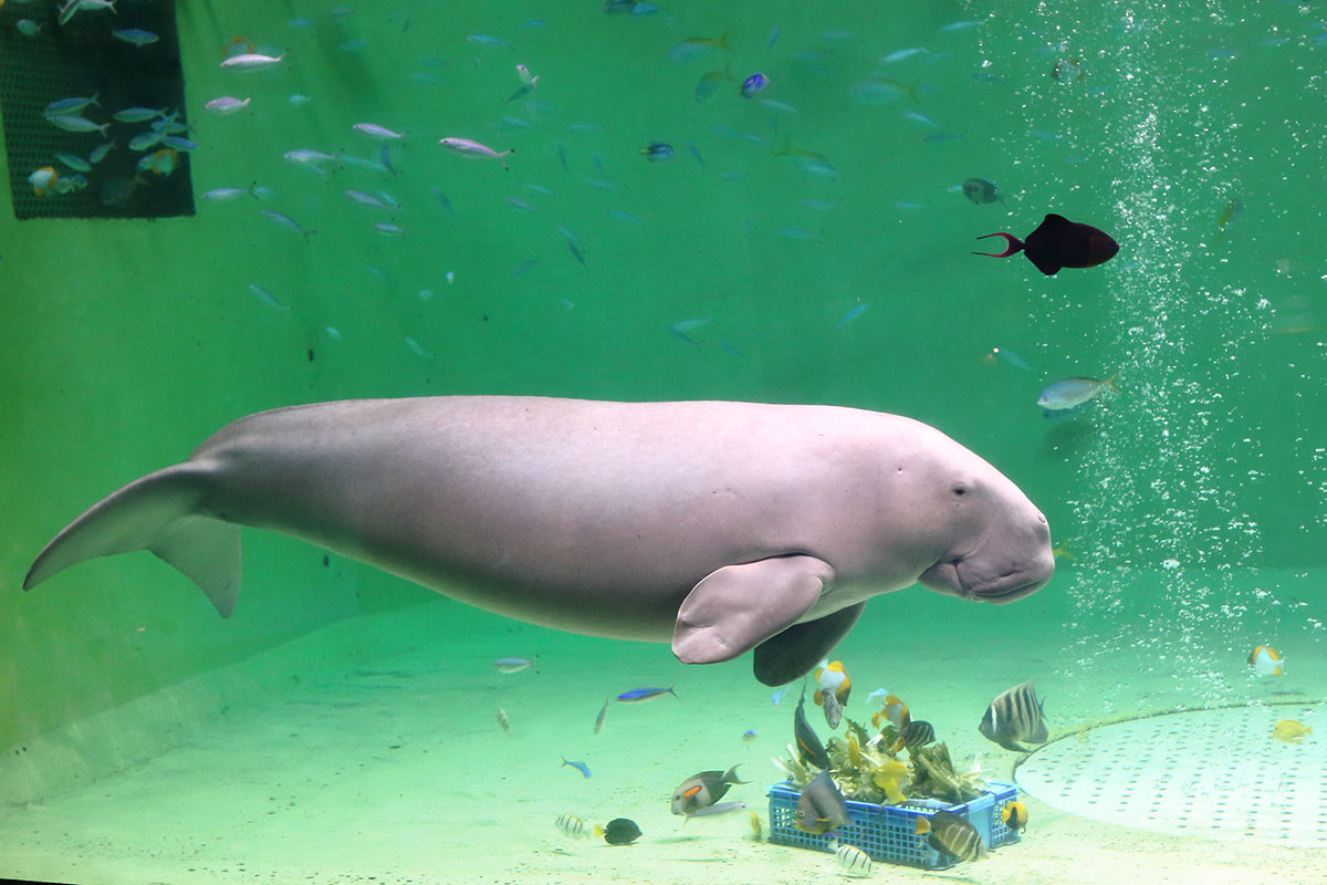 世界・日本の珍しい動物一覧！会える動物園の名前や場所も紹介の画像5