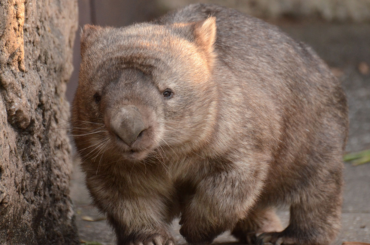世界・日本の珍しい動物一覧！会える動物園の名前や場所も紹介の画像6