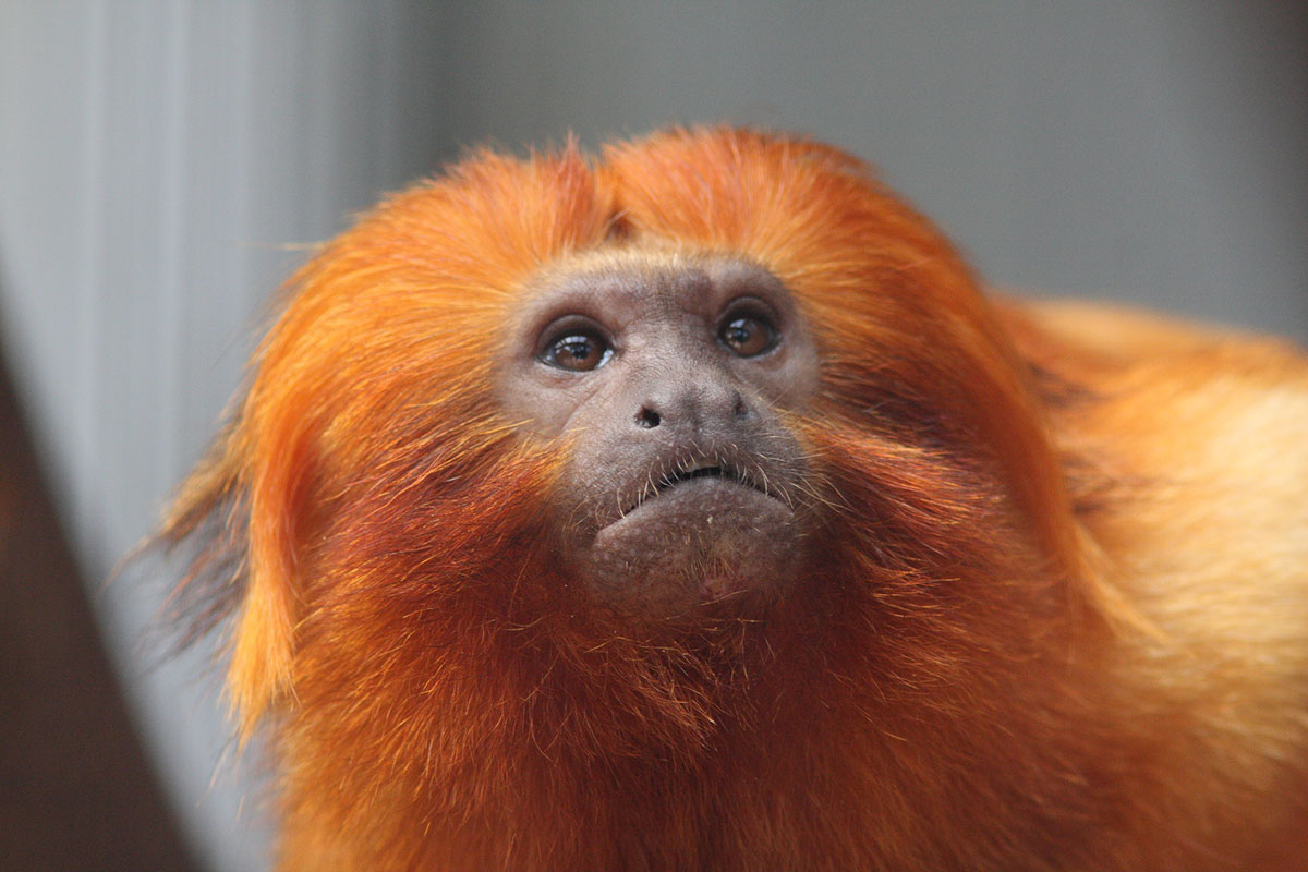 世界・日本の珍しい動物一覧！会える動物園の名前や場所も紹介の画像7