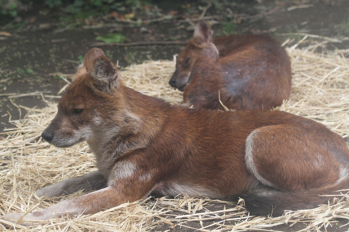 世界・日本の珍しい動物一覧！会える動物園の名前や場所も紹介の画像8
