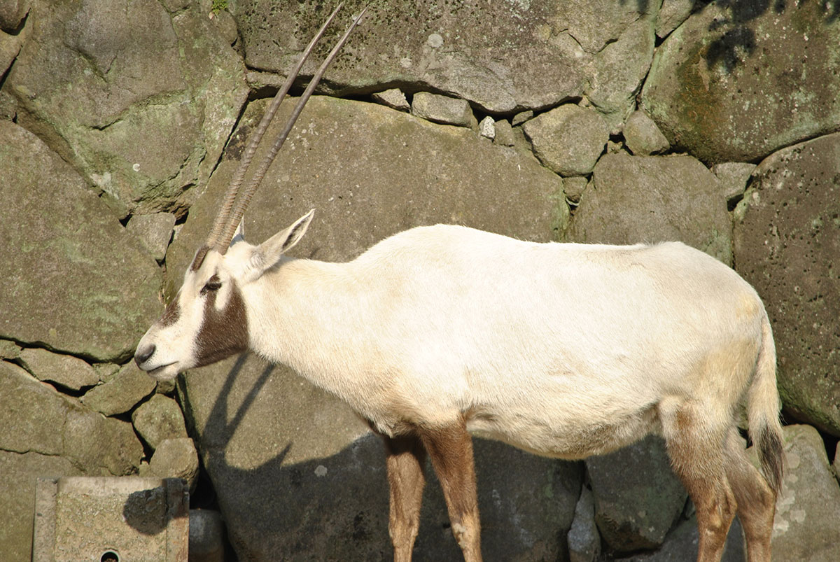 世界・日本の珍しい動物一覧！会える動物園の名前や場所も紹介の画像10