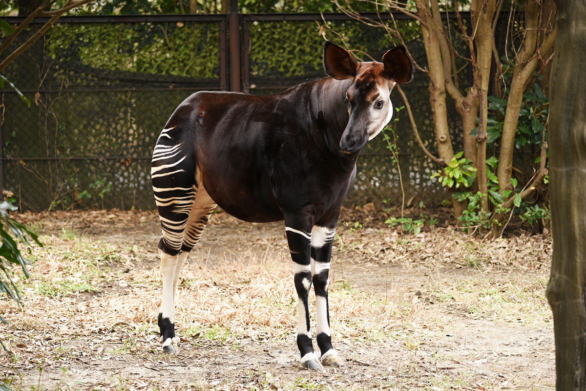 世界・日本の珍しい動物一覧！会える動物園の名前や場所も紹介の画像11