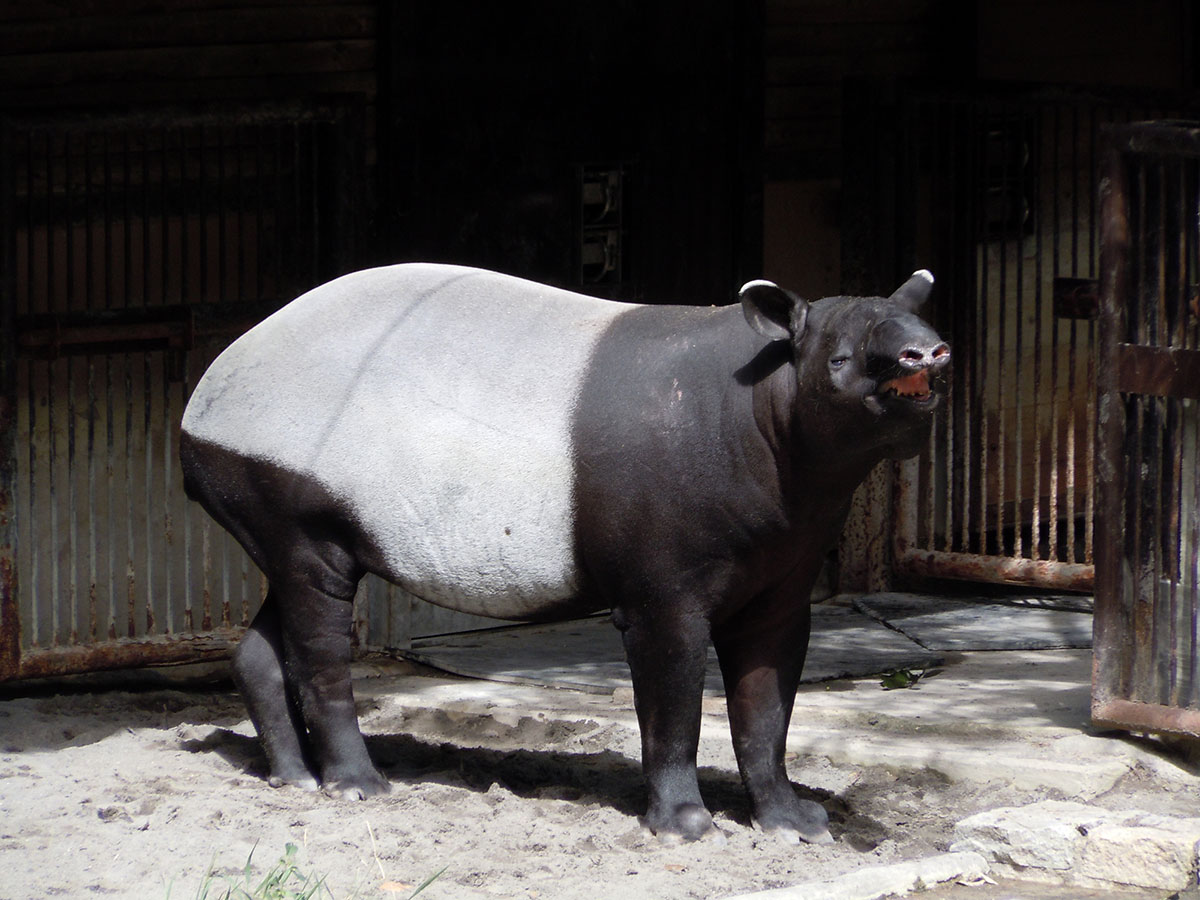 世界・日本の珍しい動物一覧！会える動物園の名前や場所も紹介の画像12