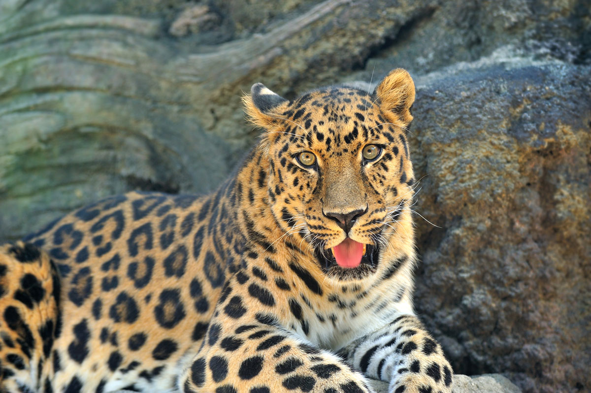 世界・日本の珍しい動物一覧！会える動物園の名前や場所も紹介の画像13