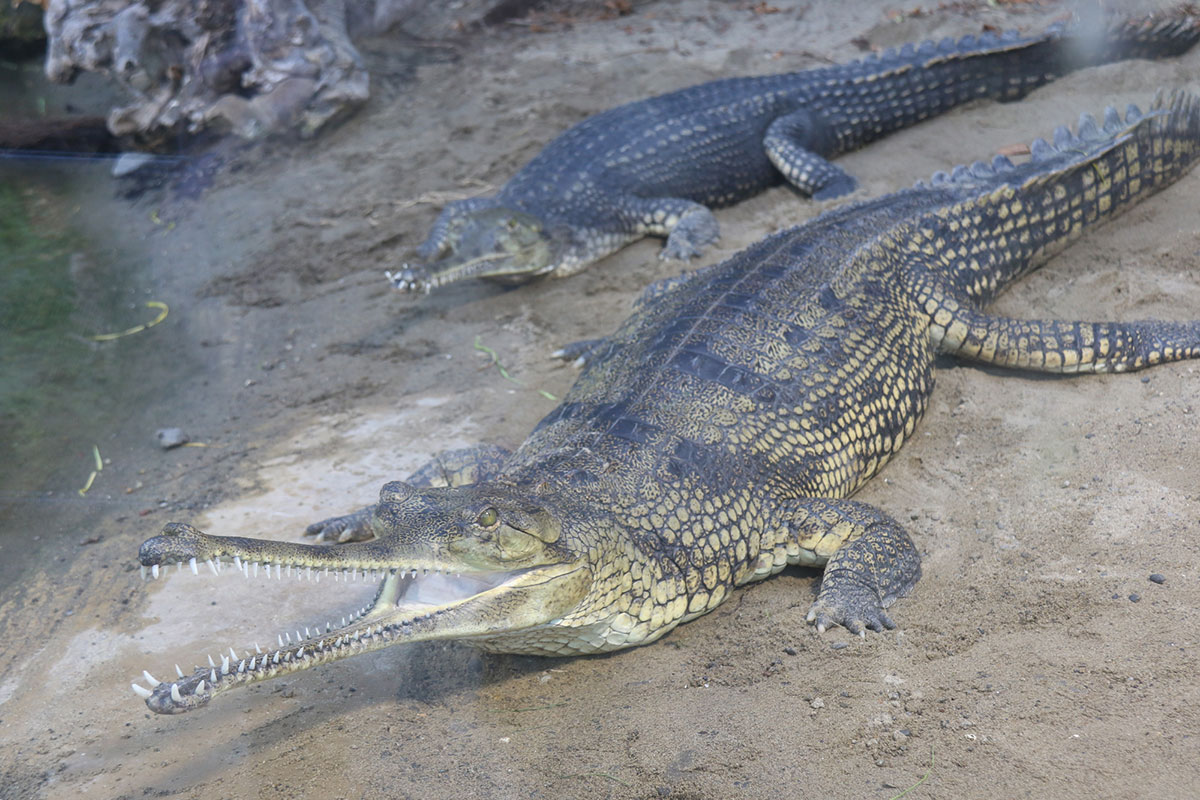世界・日本の珍しい動物一覧！会える動物園の名前や場所も紹介の画像14