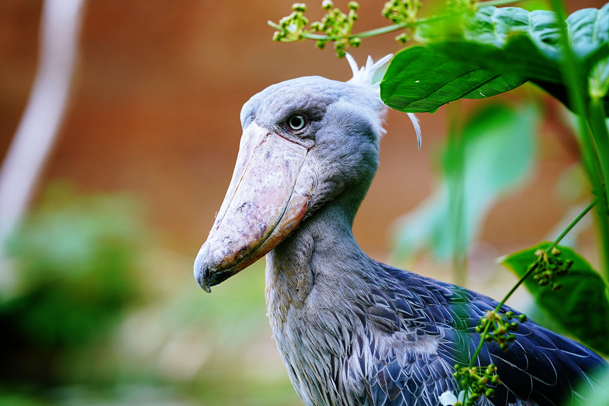 世界・日本の珍しい動物一覧！会える動物園の名前や場所も紹介の画像15