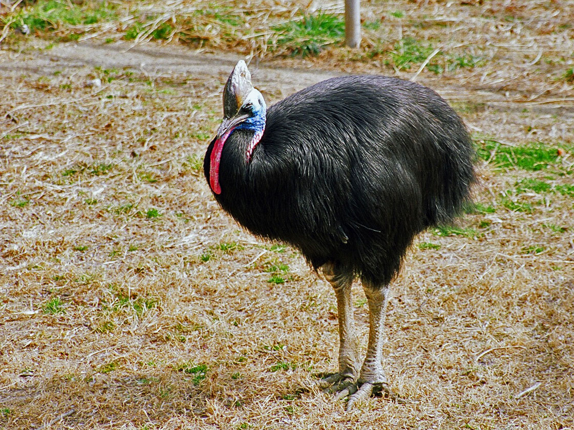世界・日本の珍しい動物一覧！会える動物園の名前や場所も紹介の画像16