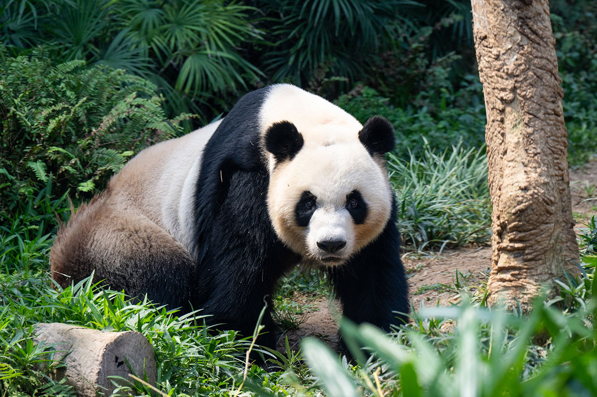 世界・日本の珍しい動物一覧！会える動物園の名前や場所も紹介の画像17