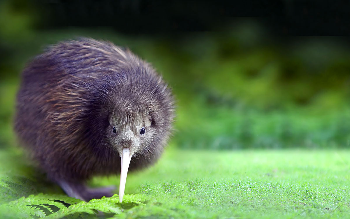 世界・日本の珍しい動物一覧！会える動物園の名前や場所も紹介の画像19