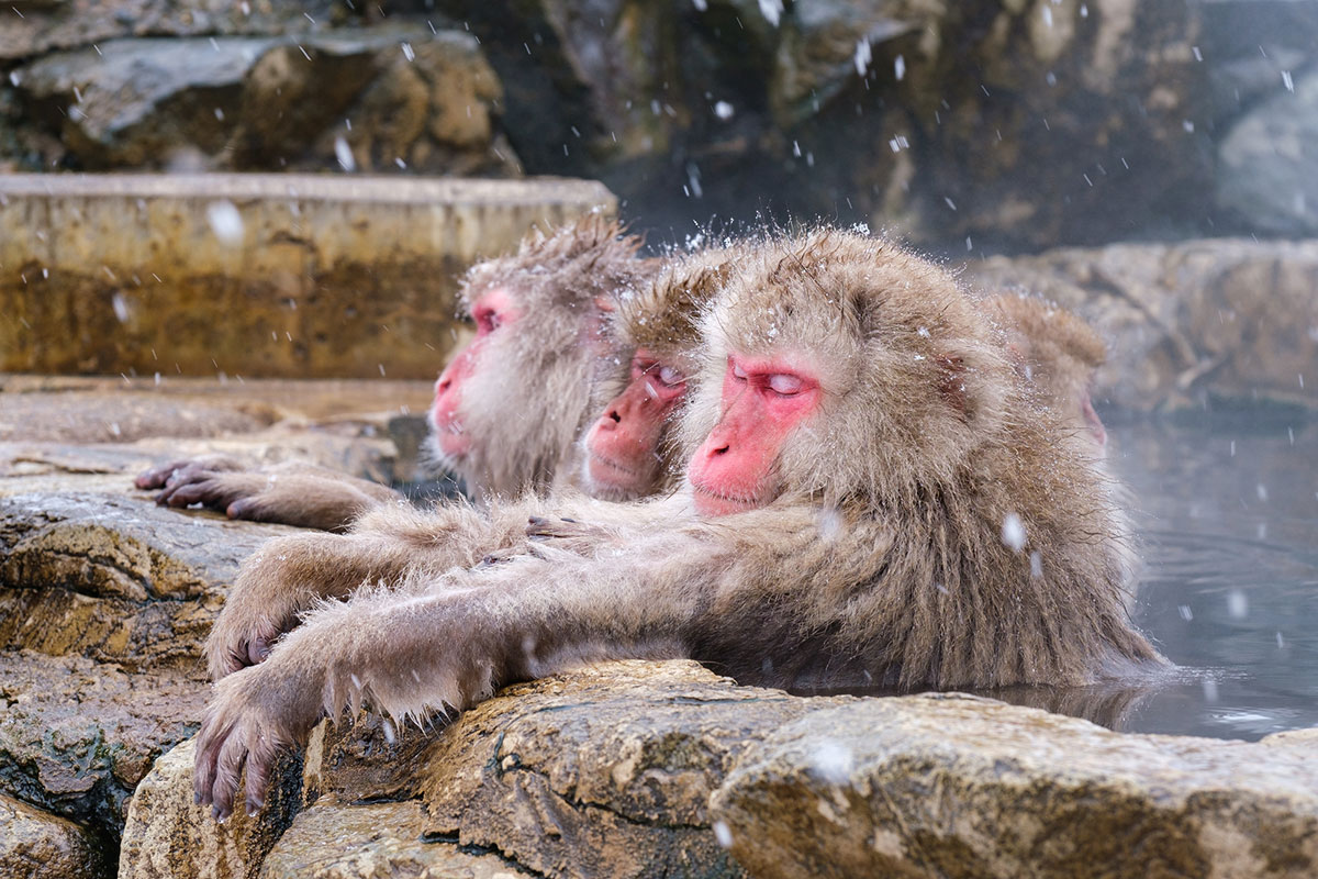 世界・日本の珍しい動物一覧！会える動物園の名前や場所も紹介の画像22