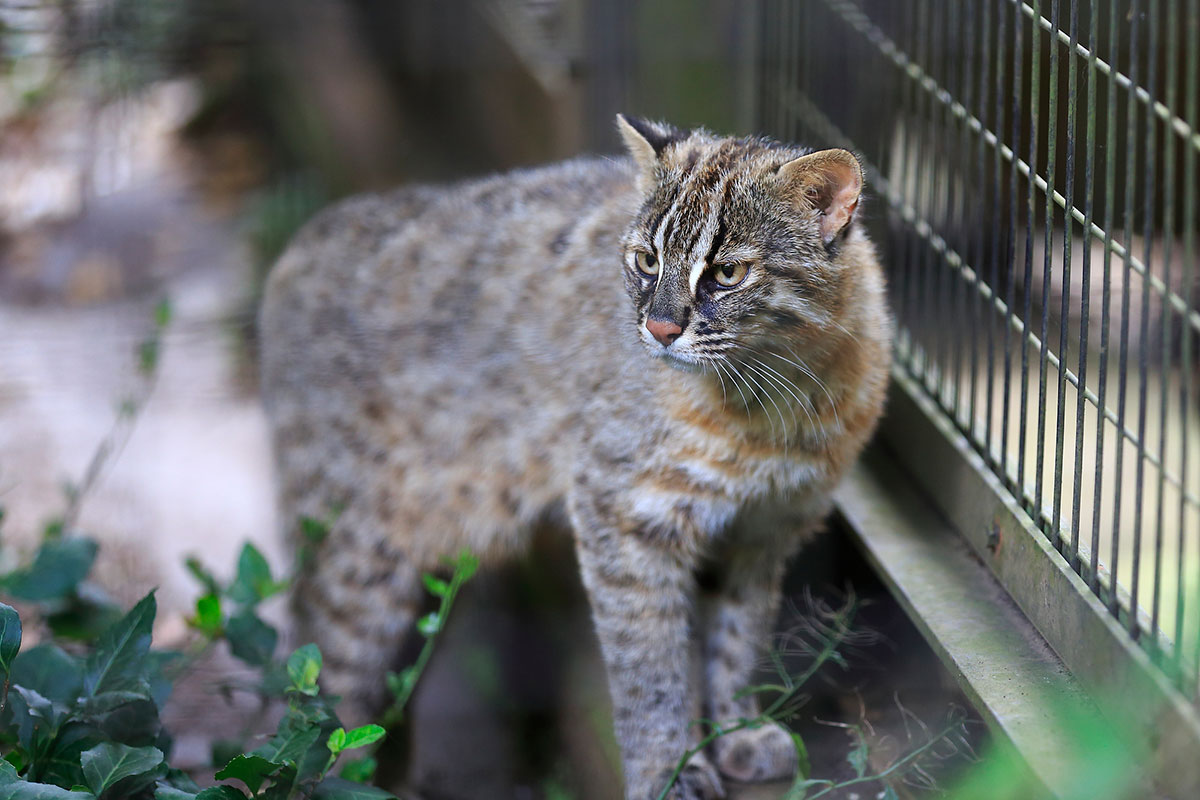 世界・日本の珍しい動物一覧！会える動物園の名前や場所も紹介の画像23