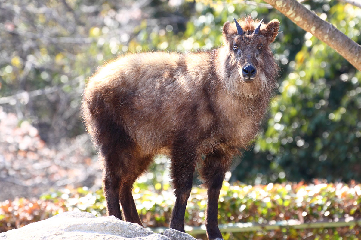 世界・日本の珍しい動物一覧！会える動物園の名前や場所も紹介の画像24