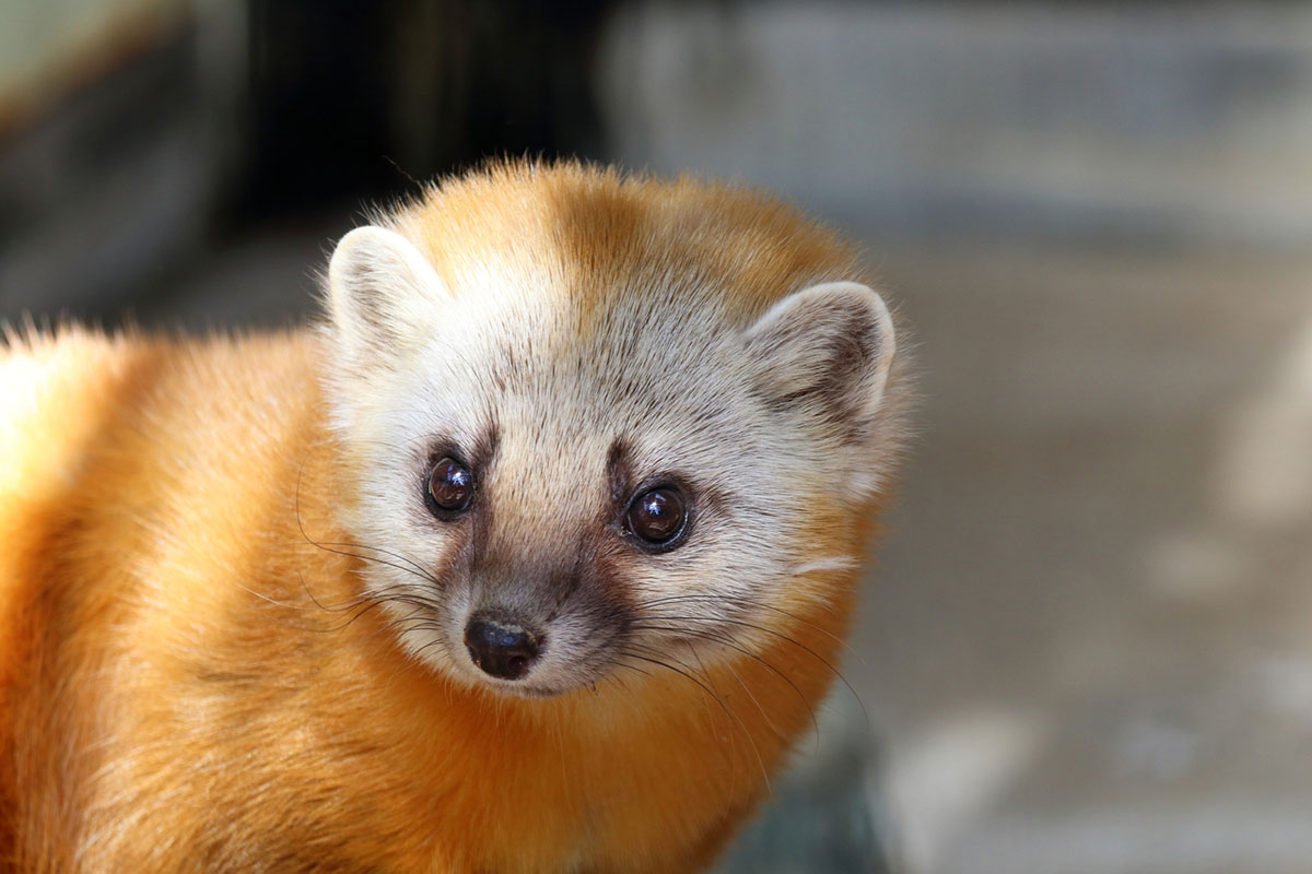 世界・日本の珍しい動物一覧！会える動物園の名前や場所も紹介の画像25