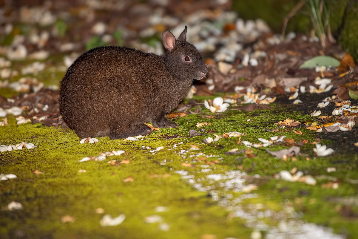 世界・日本の珍しい動物一覧！会える動物園の名前や場所も紹介の画像27