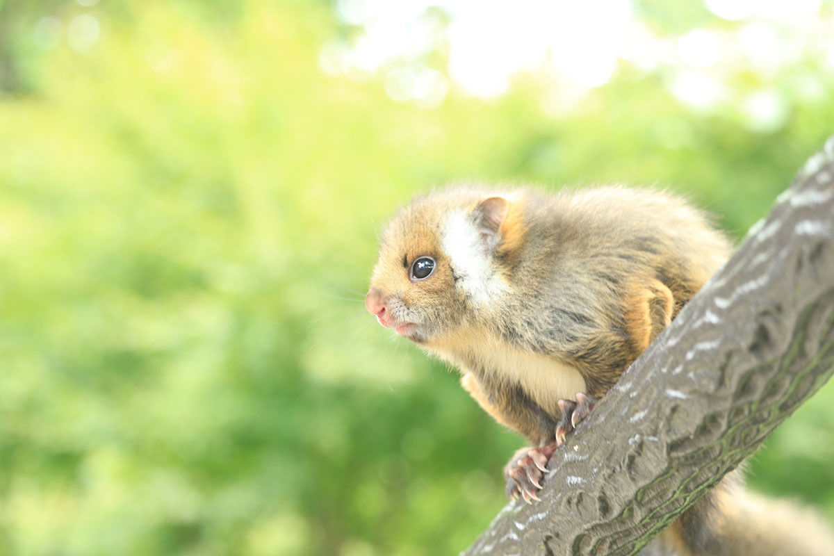 世界・日本の珍しい動物一覧！会える動物園の名前や場所も紹介の画像28