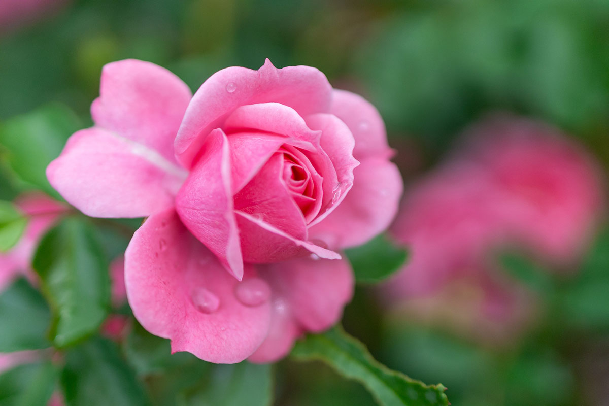 感謝の花言葉を持つ花24選!シーン別におすすめの花の組み合わせも紹介の画像03
