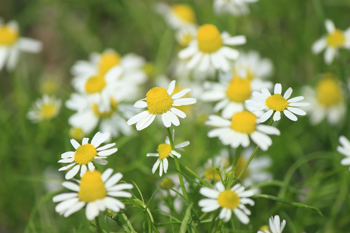 感謝の花言葉を持つ花24選!シーン別におすすめの花の組み合わせも紹介の画像04