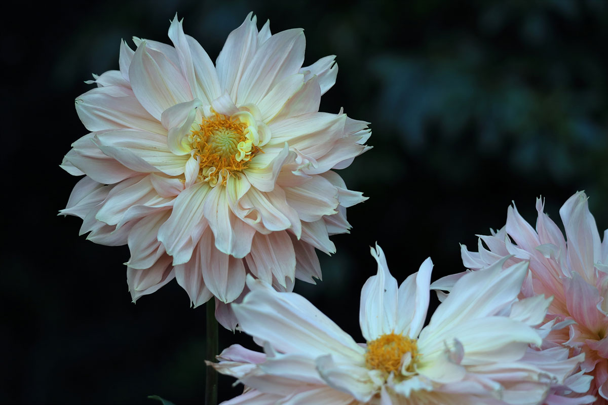感謝の花言葉を持つ花24選!シーン別におすすめの花の組み合わせも紹介の画像06
