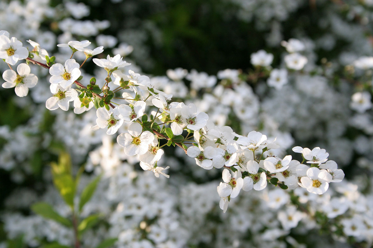 感謝の花言葉を持つ花24選!シーン別におすすめの花の組み合わせも紹介の画像09