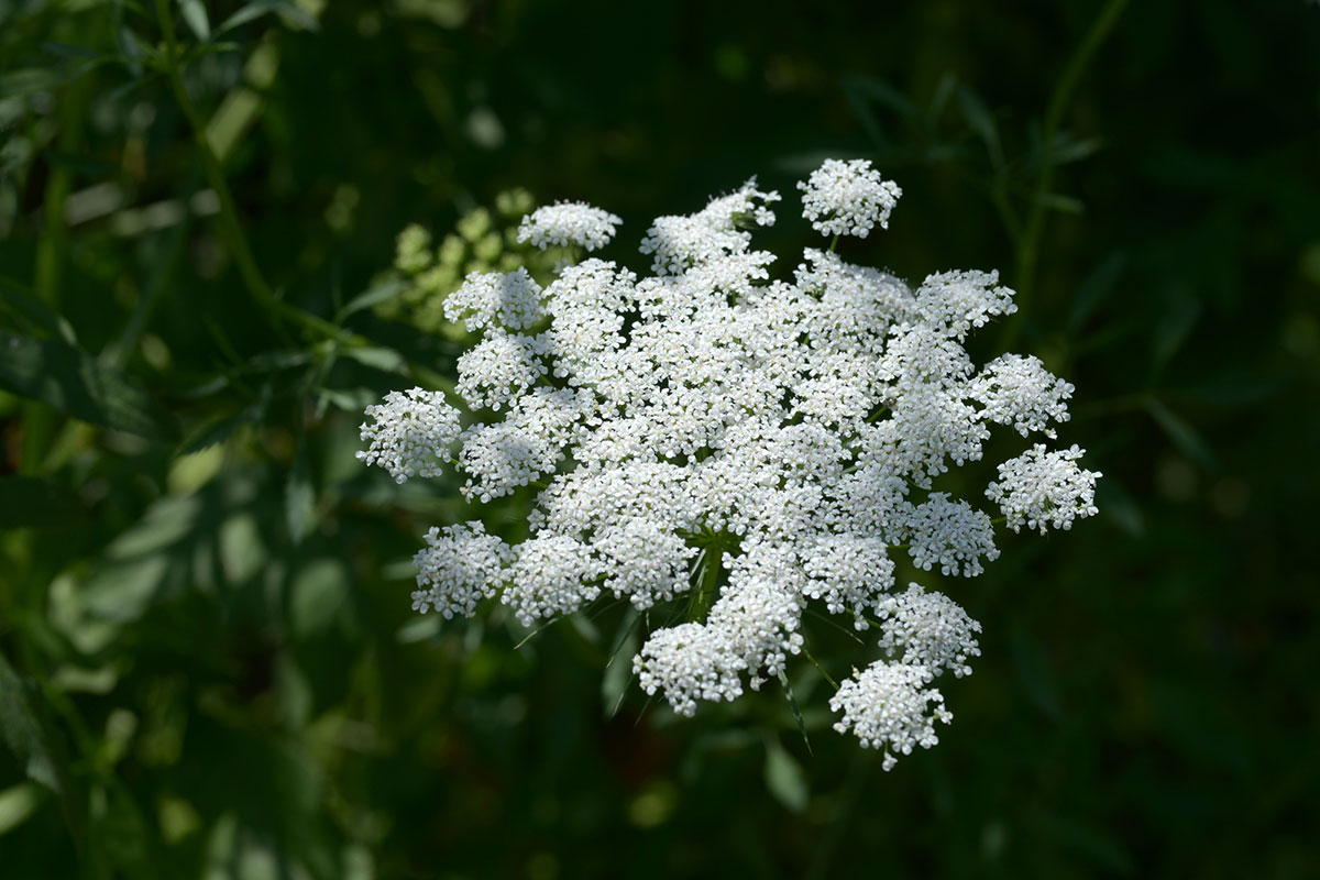 感謝の花言葉を持つ花24選!シーン別におすすめの花の組み合わせも紹介の画像10