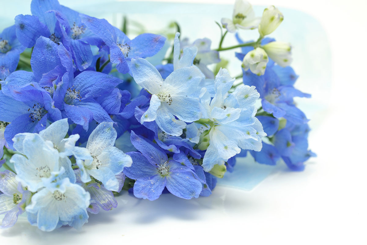 感謝の花言葉を持つ花24選!シーン別におすすめの花の組み合わせも紹介の画像11
