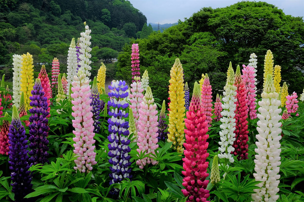 感謝の花言葉を持つ花24選!シーン別におすすめの花の組み合わせも紹介の画像12