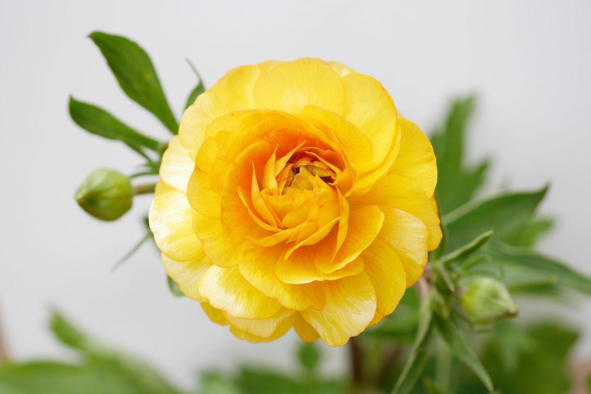 感謝の花言葉を持つ花24選!シーン別におすすめの花の組み合わせも紹介の画像14