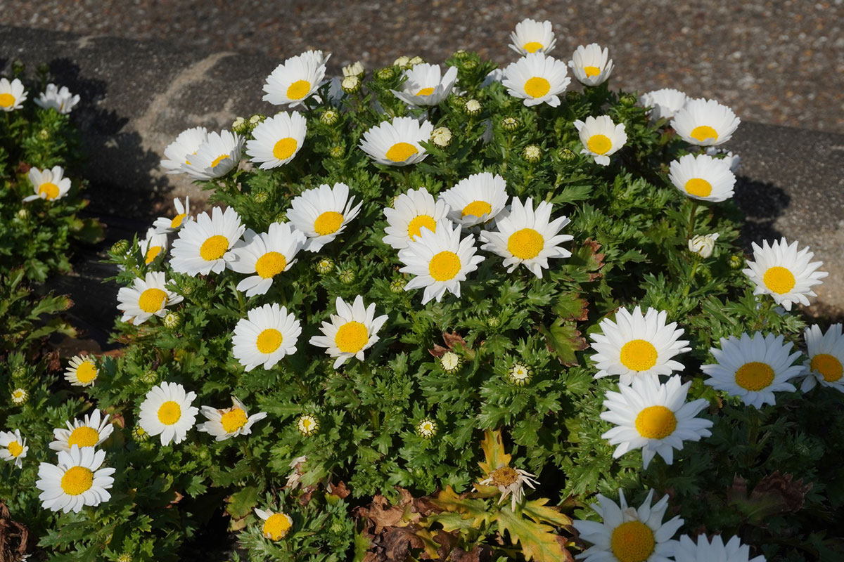 感謝の花言葉を持つ花24選!シーン別におすすめの花の組み合わせも紹介の画像16