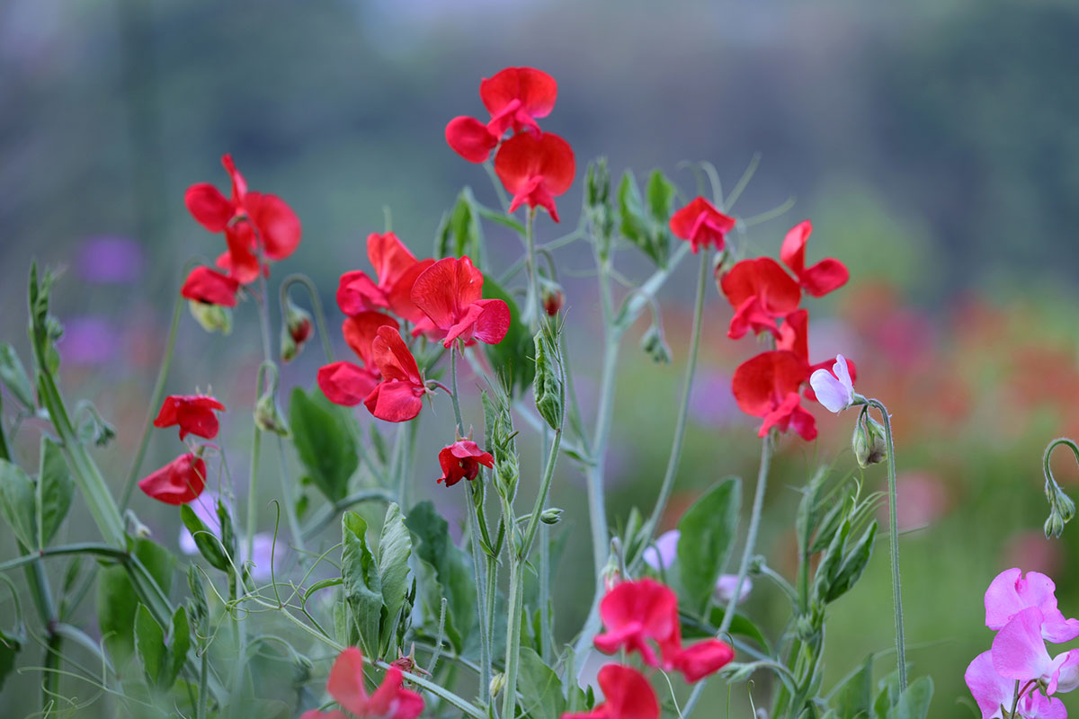 感謝の花言葉を持つ花24選!シーン別におすすめの花の組み合わせも紹介の画像17