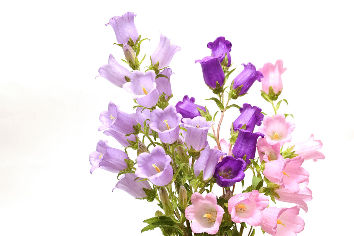 感謝の花言葉を持つ花24選!シーン別におすすめの花の組み合わせも紹介の画像19